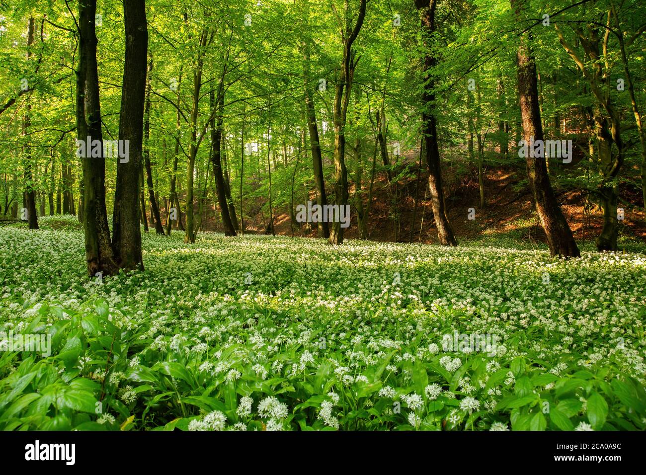 Tragen Sie Lauch Blumen unter saftig grünen Laub. Stockfoto