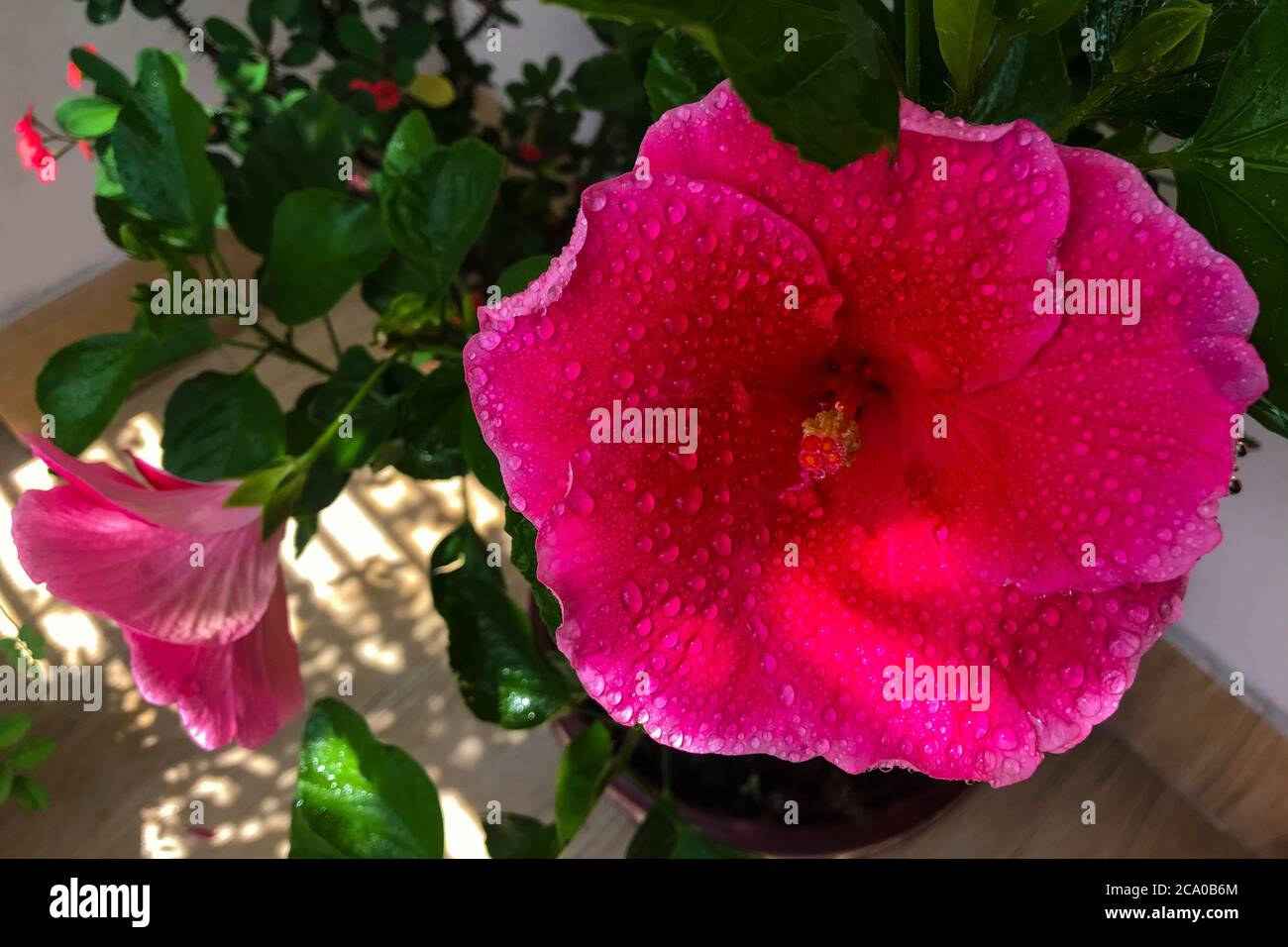 Nahaufnahme von China Rose Blumen. Stockfoto