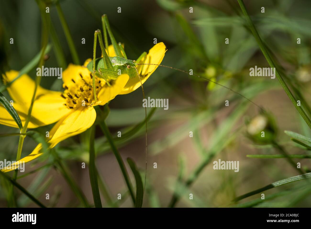 Ein gesprenkeltes Buschkricket (Leptophyes punctatissima) auf einer coleopsis verticillata Pflanze in einem Garten in Exeter, Devon, UK. Stockfoto