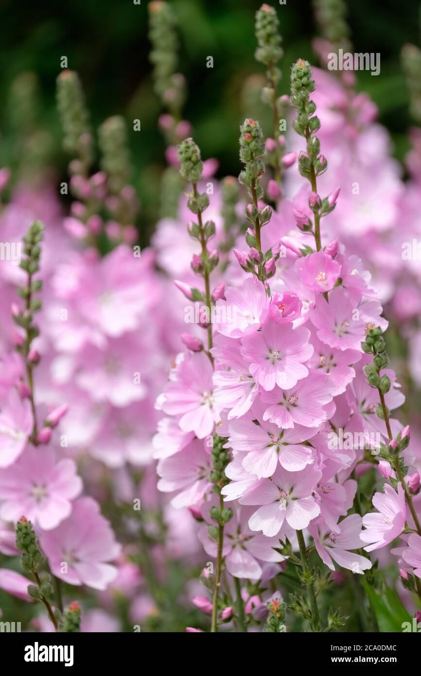 Große Bonbon rosa Blüten von Sidalcea 'Sussex Beauty'. Prairie Mallow 'Sussex Beauty'. Stockfoto
