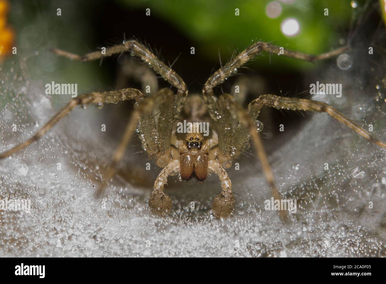 Garten wolfsspinne Fotos und Bildmaterial in hoher Auflösung Alamy