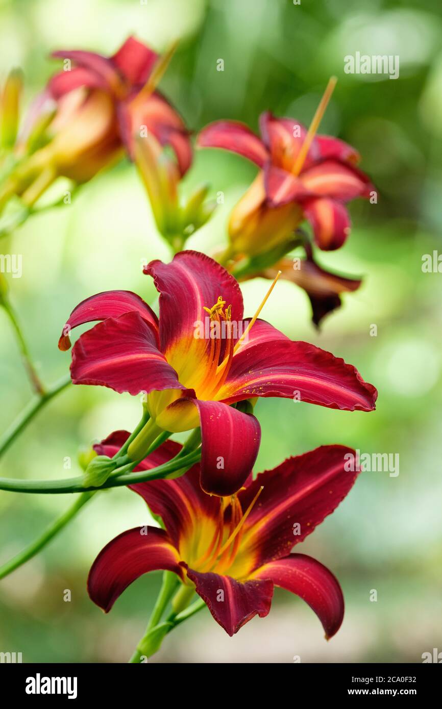 Scharlachrote, lilienartige Blüten von Hemerocallis 'Stafford'. Daylily 'Stafford' Stockfoto