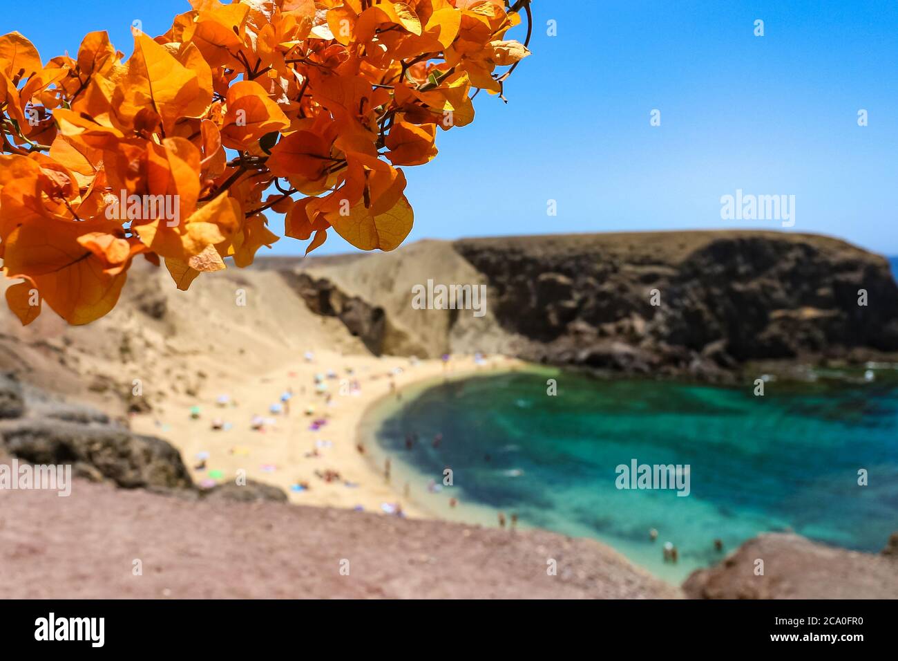 Orange Bougainvillea Blumen am berühmten Papagayo Strand (Playa Papagayo) und dem Atlantik in Costa Blanca, Yaiza, Lanzarote, Kanarische Inseln, Spanien. Stockfoto