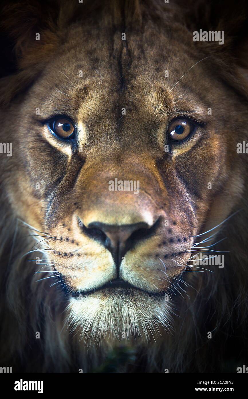 Der Löwe von Berber sieht majestätisch dunklen Hintergrund. Stockfoto