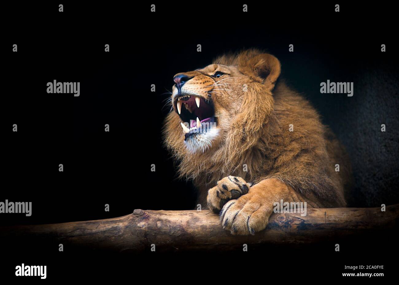 Der Löwe von Berber sehen majestätische Zähne dunklen Hintergrund. Stockfoto