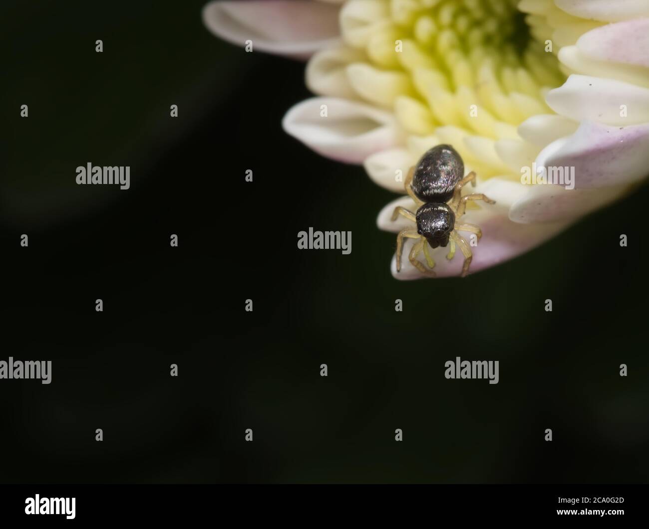 Schwarze Spinne auf weißer Dahlie Stockfoto