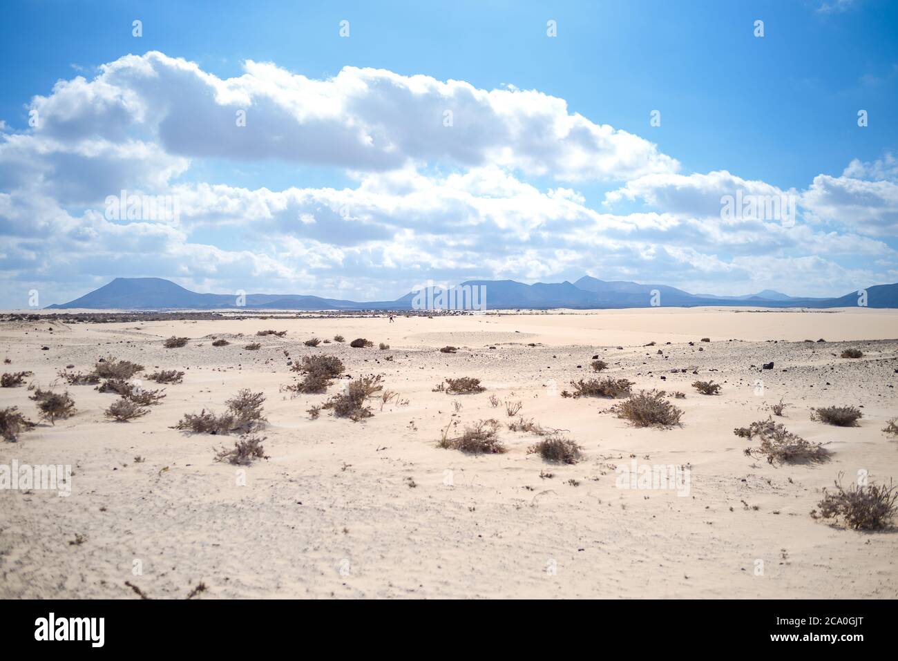 Pflanze in der Wüste - konzeptionelles Foto für Wachstum in Ungünstige Bedingungen Stockfoto