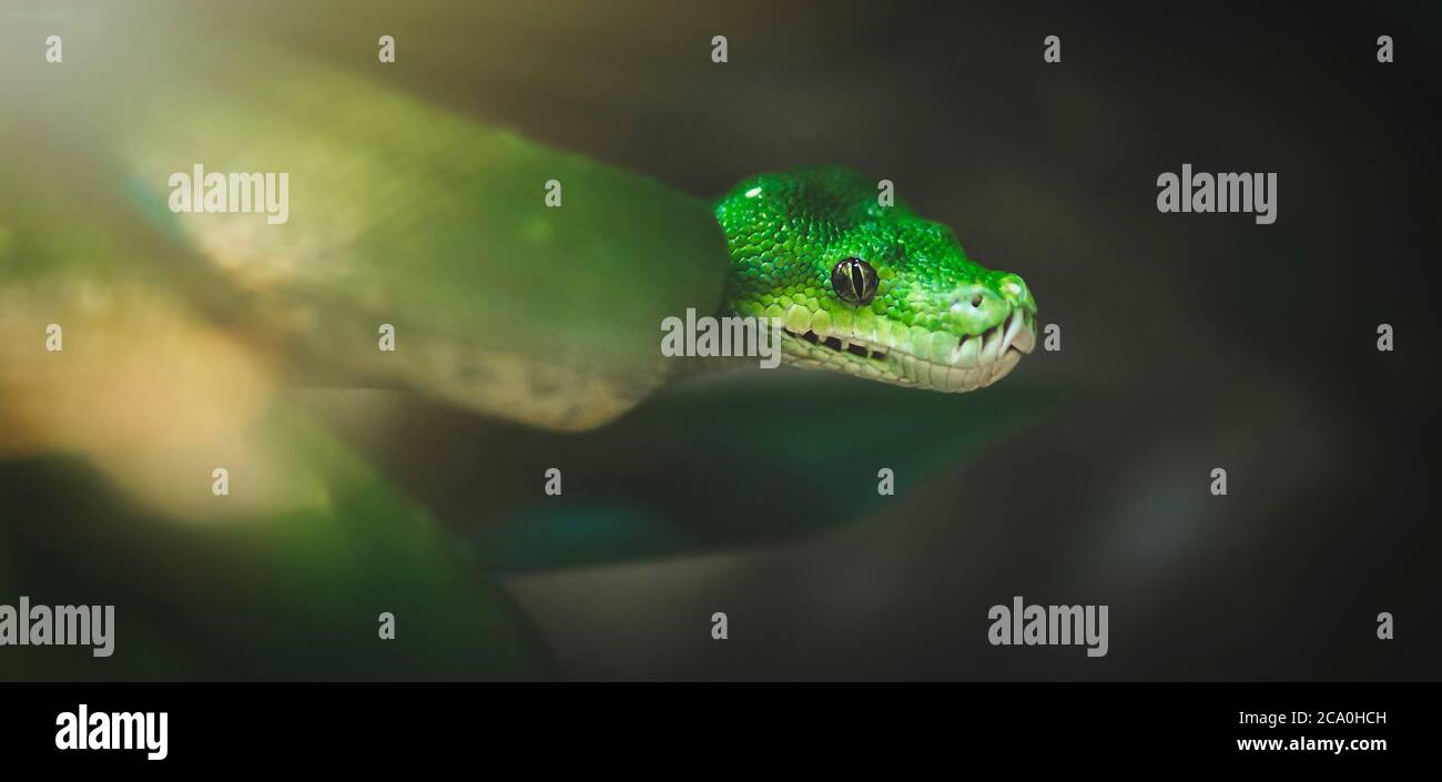 Morelia viridis, Schlangengrüner Baum Python. Stockfoto