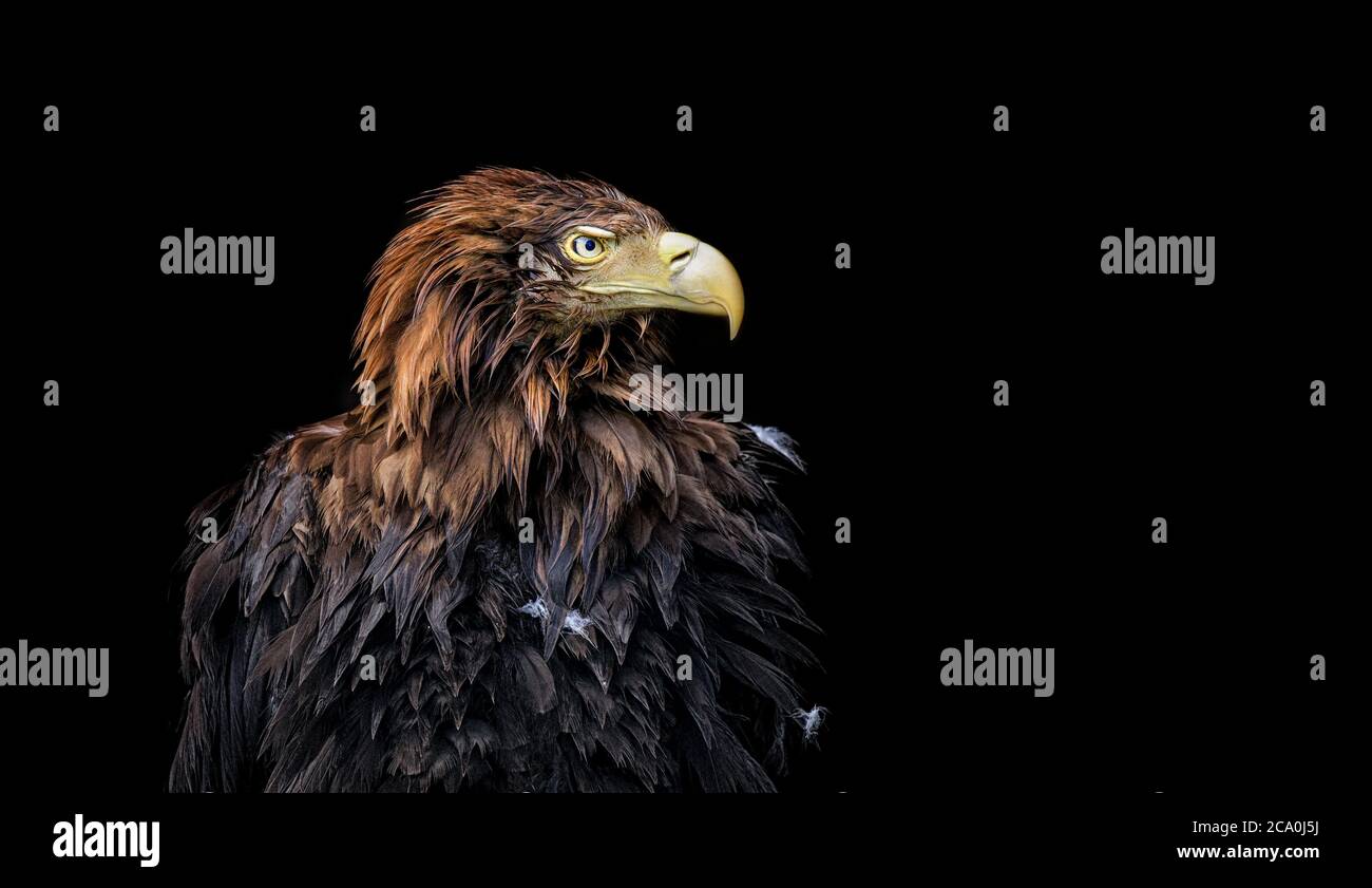 Seeadler Haliaeetus albicilla isoliert in einem dunklen Hintergrund. Adlerportrait im Moor. Stockfoto