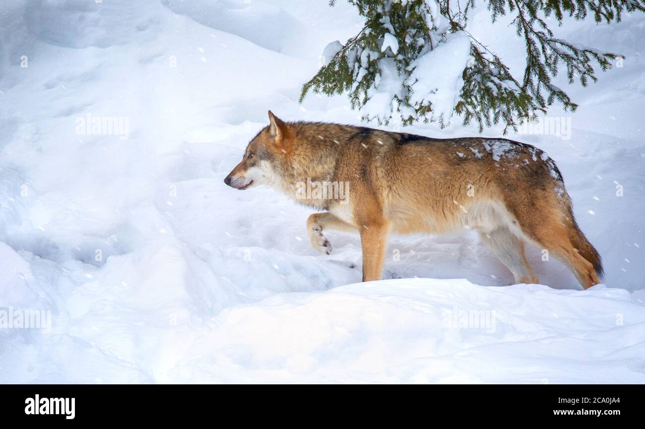 Ein einsamer Holzwolf oder Grauer Wolf Canis lupus beim Wandern im fallenden Winterschnee Bayerischer Wald. Stockfoto