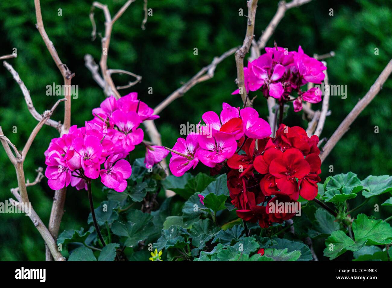 Schöne blühende rote und rosa Geranienblüten aus nächster Nähe. Stockfoto