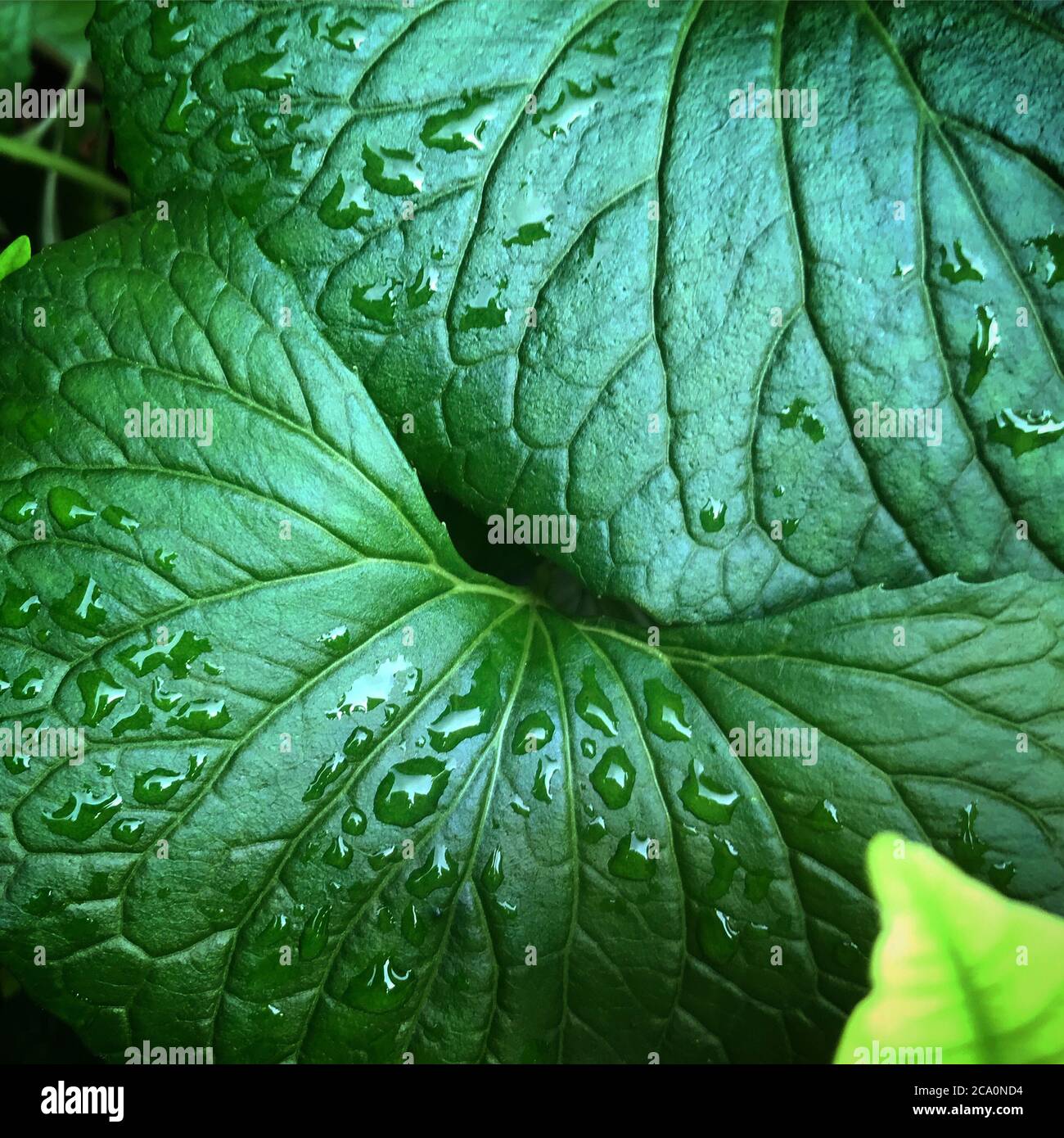 Nahaufnahme eines nassen Blattes Stockfoto