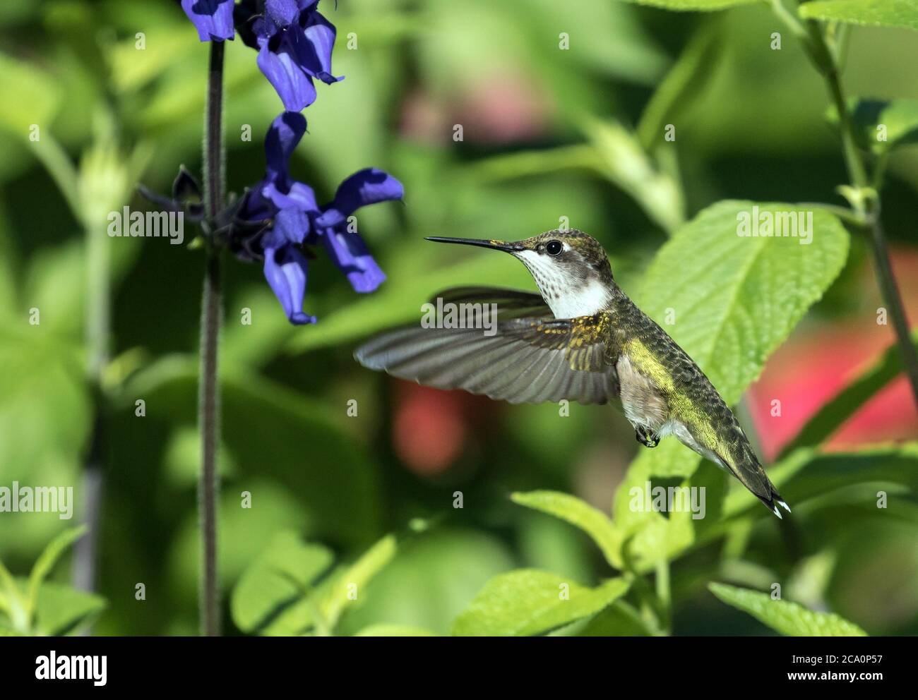 Porträt des Rubinkehligen Kolibris ( Archilochus colubris) im Flug, Fütterung von Schwarz und Blau Kolibri Salbei im Sommer, Kanada Stockfoto