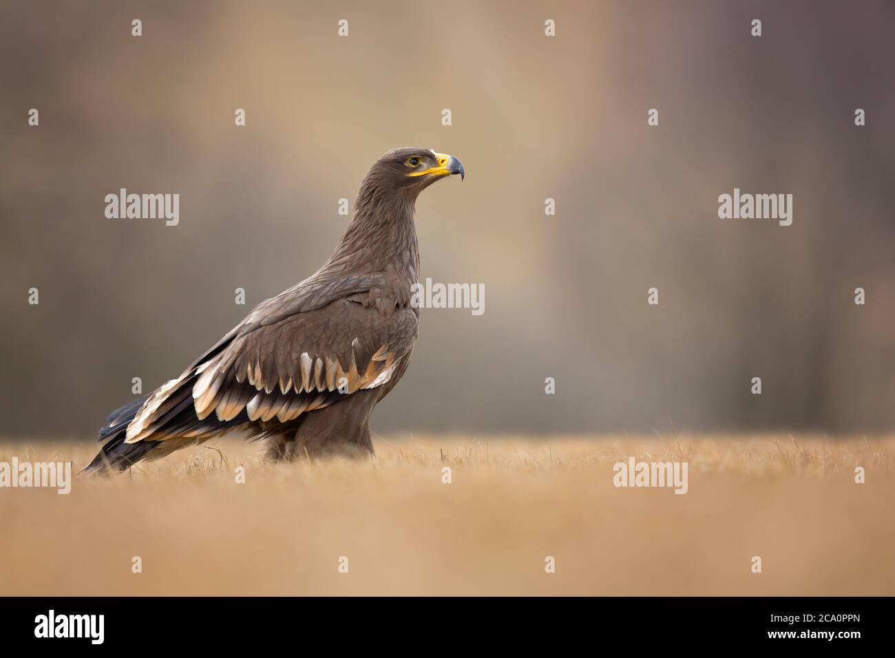 Der Steppenadler (Aquila nipalensis) ist ein großer Raubvogel. Wie alle Adler gehört sie zur Familie Accipitridae. Stockfoto