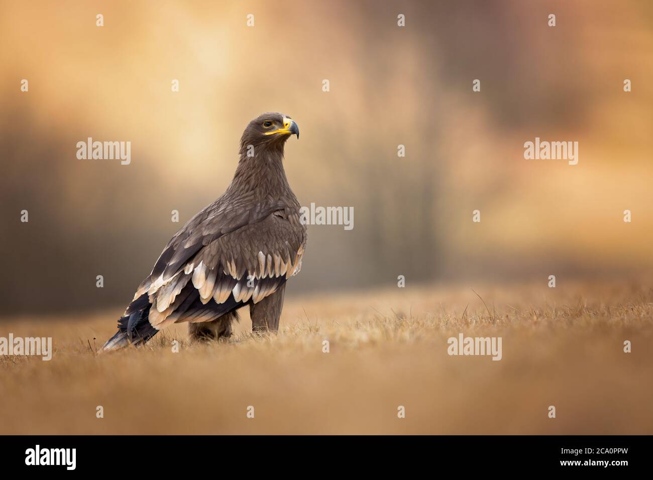 Der Steppenadler (Aquila nipalensis) ist ein großer Raubvogel. Wie alle Adler gehört sie zur Familie Accipitridae. Stockfoto