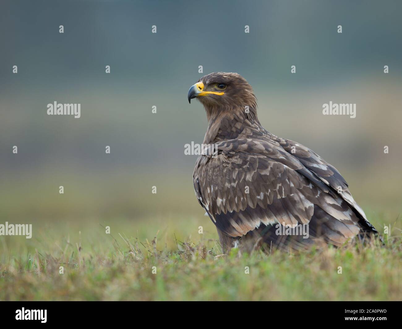 Der Steppenadler (Aquila nipalensis) ist ein großer Raubvogel. Wie alle Adler gehört sie zur Familie Accipitridae. Stockfoto