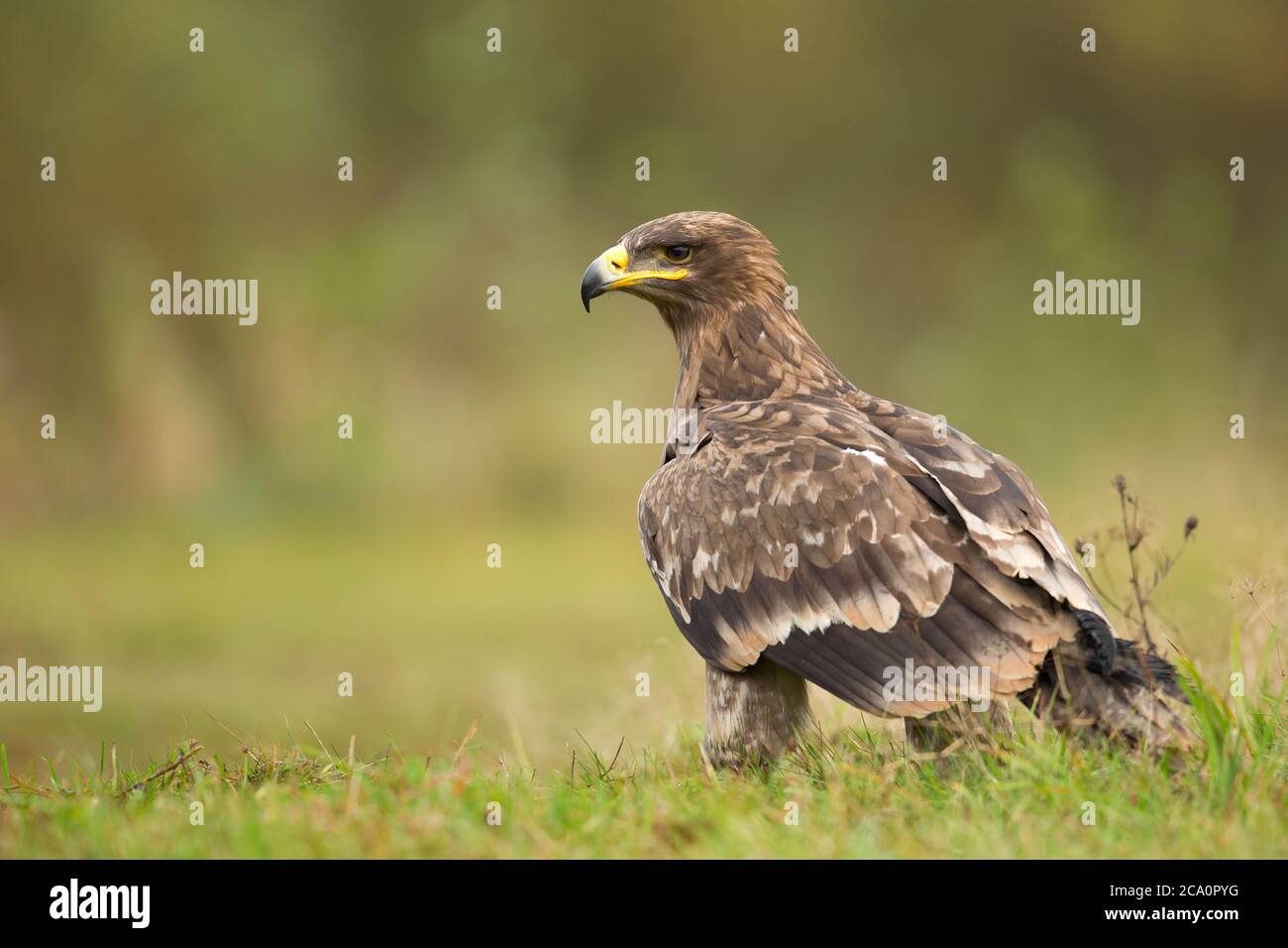 Der Steppenadler (Aquila nipalensis) ist ein großer Raubvogel. Wie alle Adler gehört sie zur Familie Accipitridae. Stockfoto