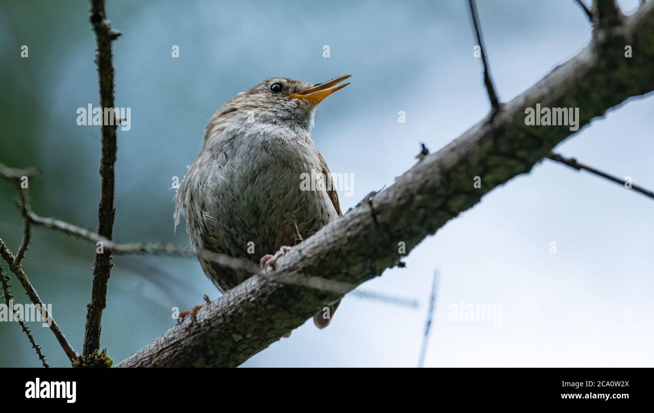 Afie Glückwunschkarte „Happy Year“ – Goldfarben Mit Rotkehlchen & Wintermotiven, Inkl. Umschlag