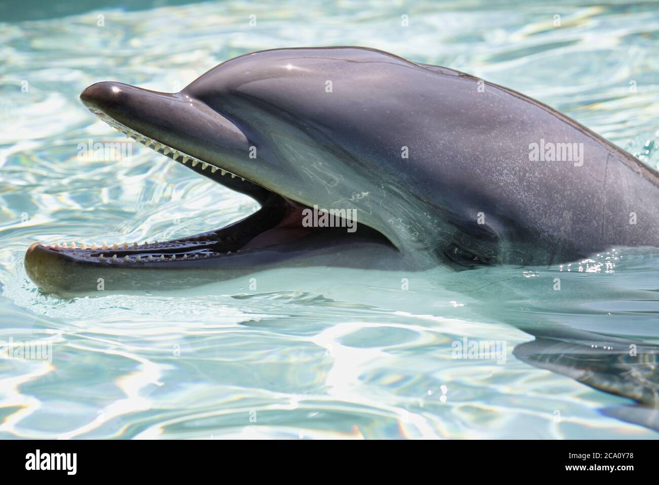 Nahaufnahme eines Delphinmunds geöffnet Stockfoto
