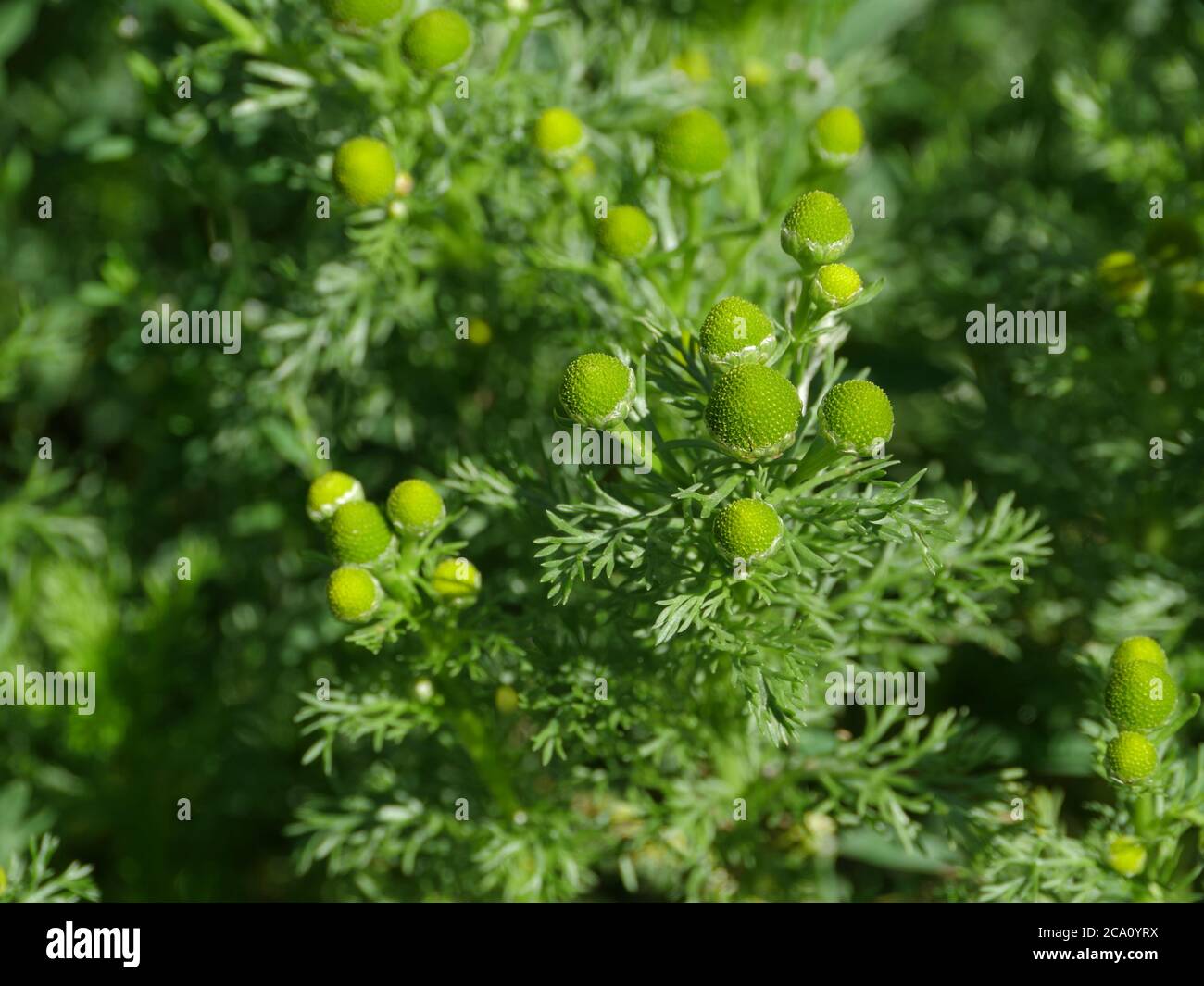 Pineappleweed grüne Blumen in der Natur, Heilpflanze.Hintergrund Stockfoto