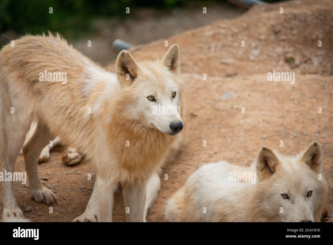 Hudson Bay Wolf Pack im Paddock in Großbritannien Stockfoto