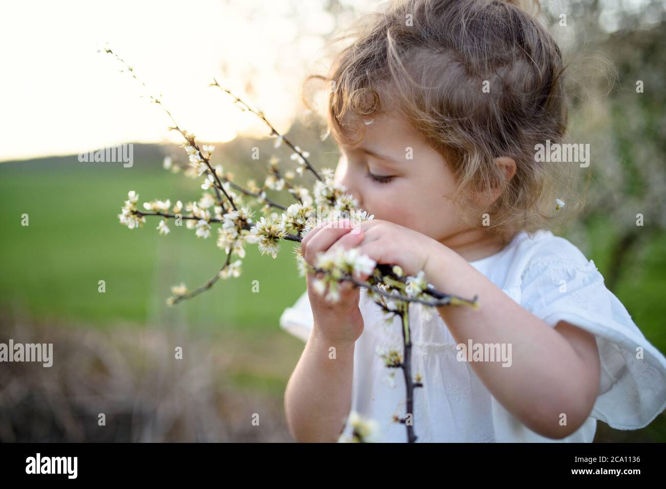 Kleines Kleinkind Mädchen auf der Wiese im Sommer im Freien, riechende Blumen stehen. Stockfoto