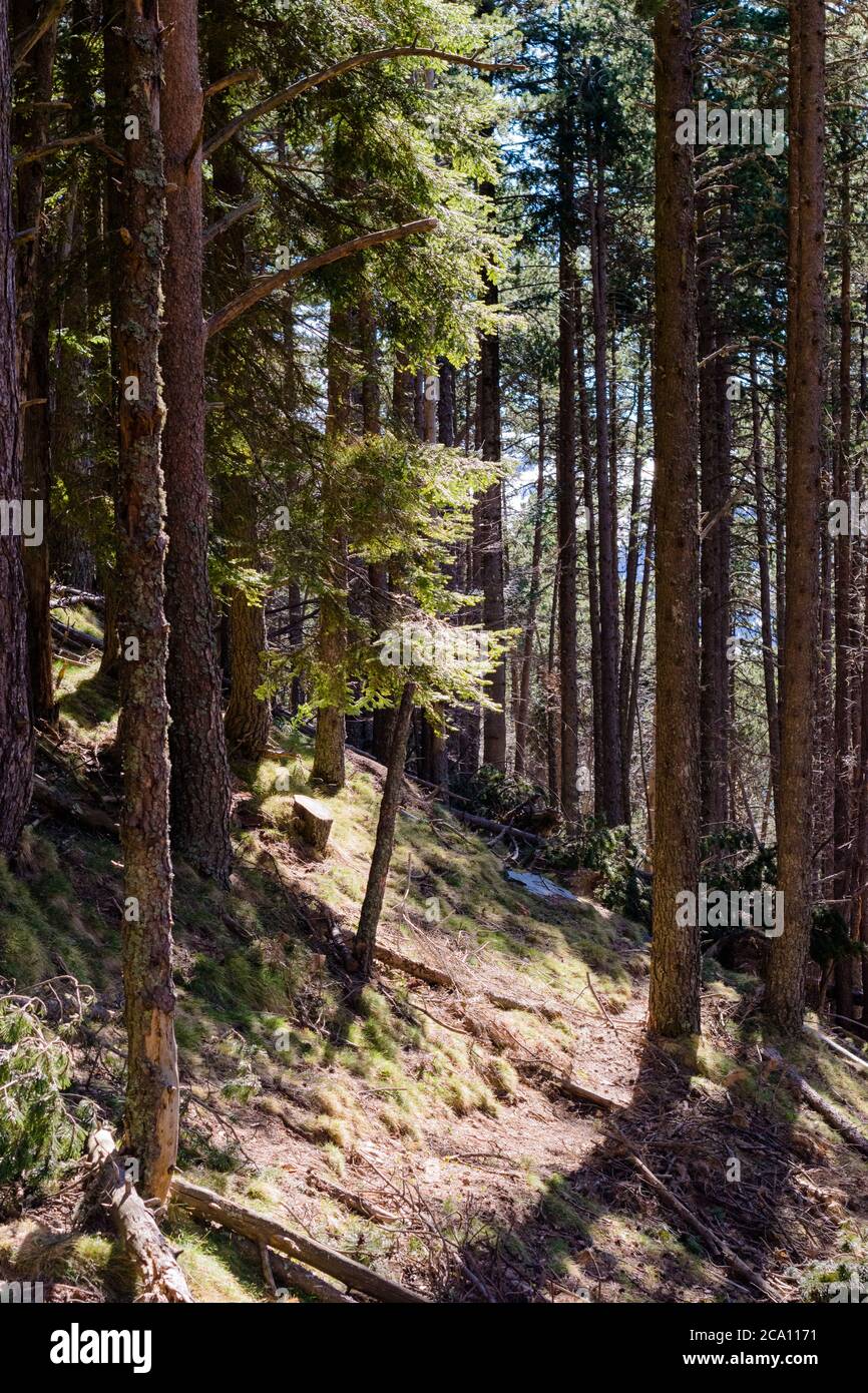 Licht, das durch die Bäume eines steilen Waldes eindringt. Stockfoto