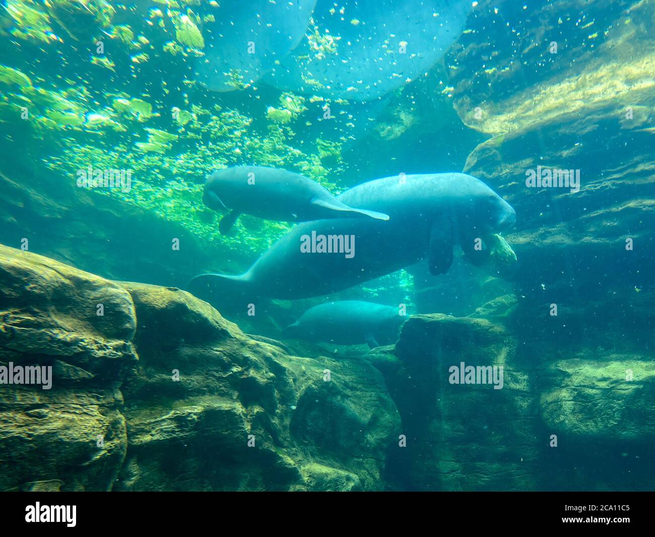 Orlando, FL/USA-7/12/20: Der Tank mit Manatee beim Essen und Schwimmen in Seaworld in Orlando, FL. Stockfoto