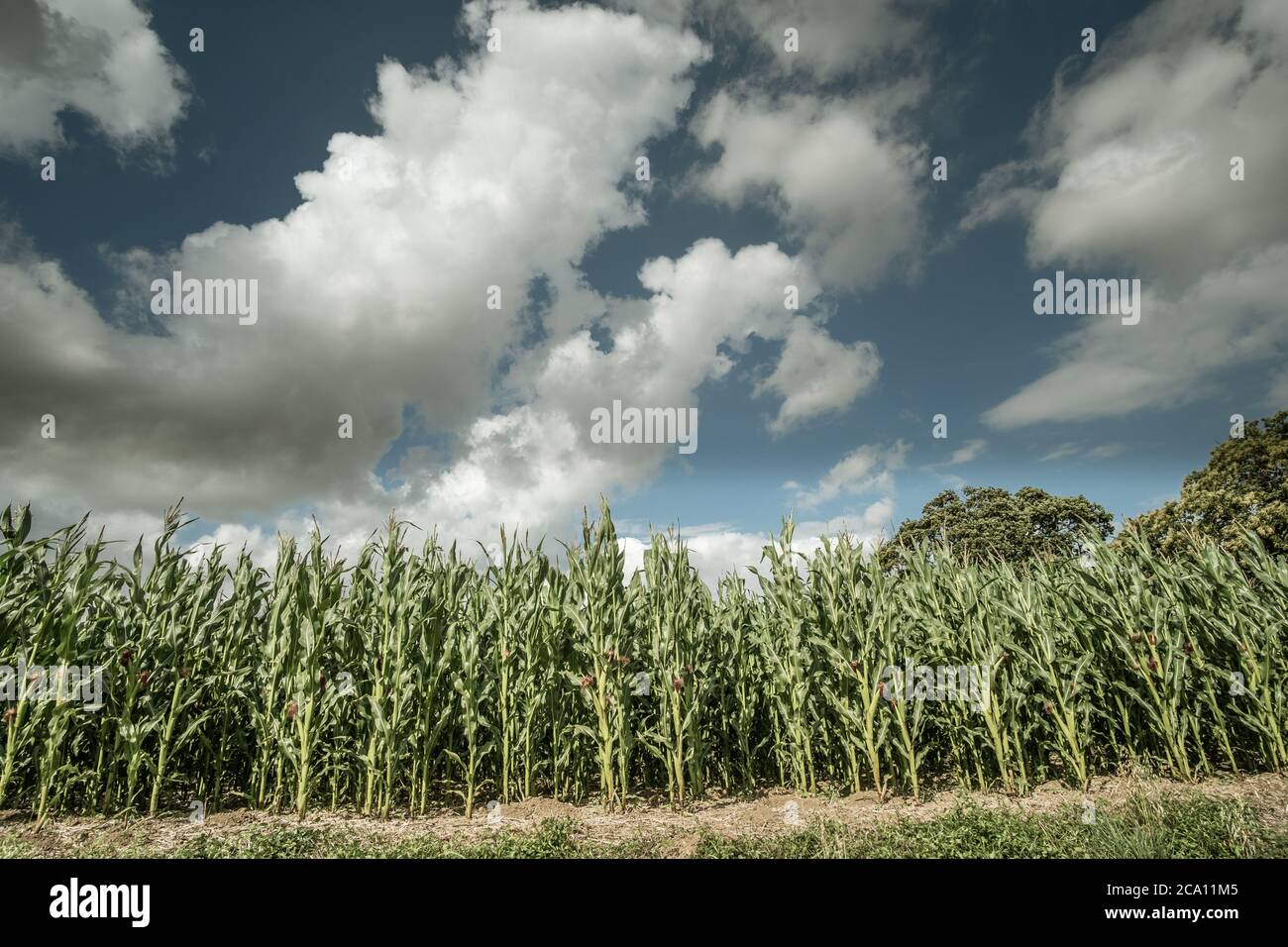 Sweetcorn Crop, Kent, Großbritannien Stockfoto