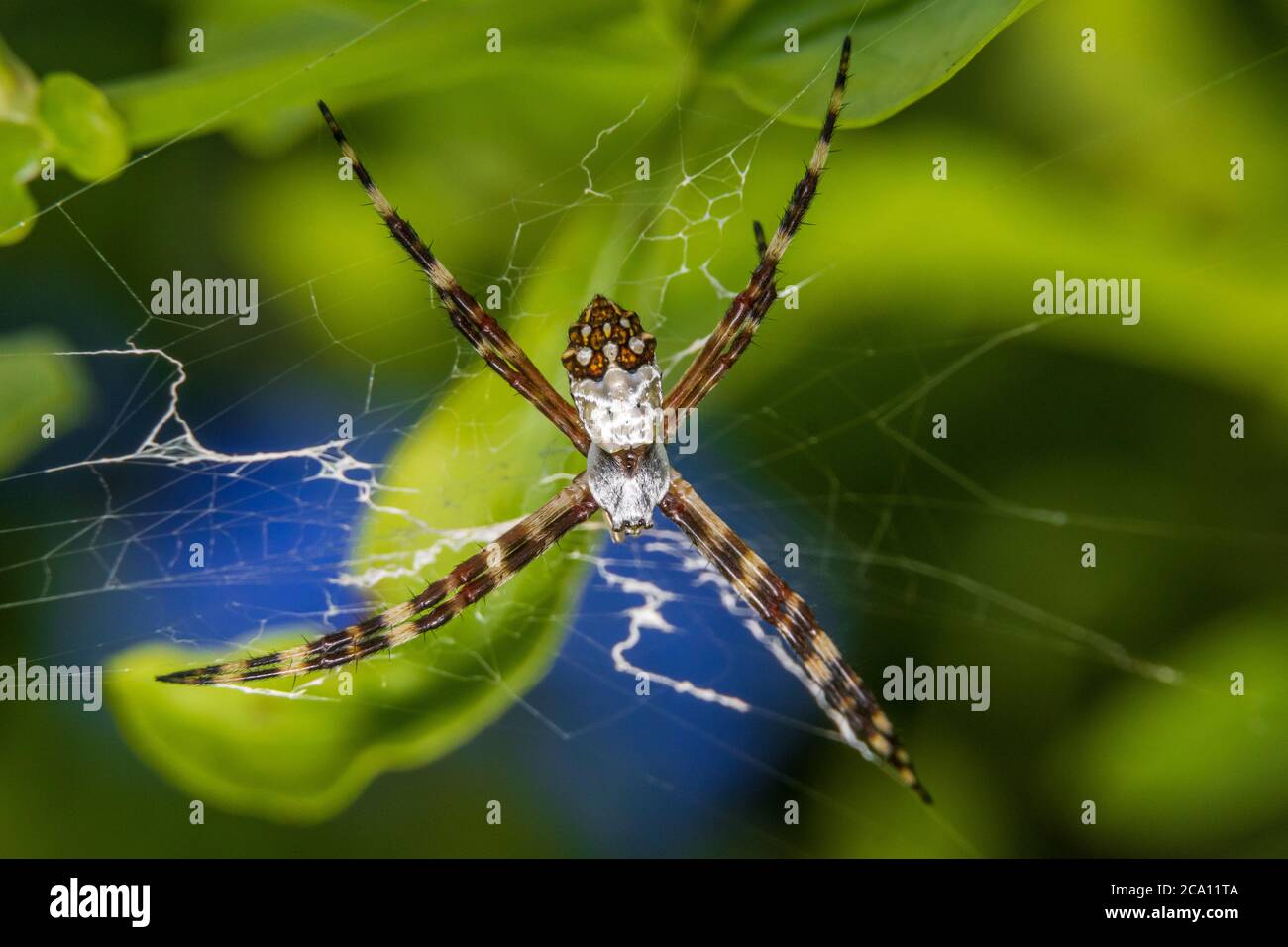 Florida Gartenspinne (Argiope florida) im Netz, Makro - Pembroke Pines, Florida, USA Stockfoto