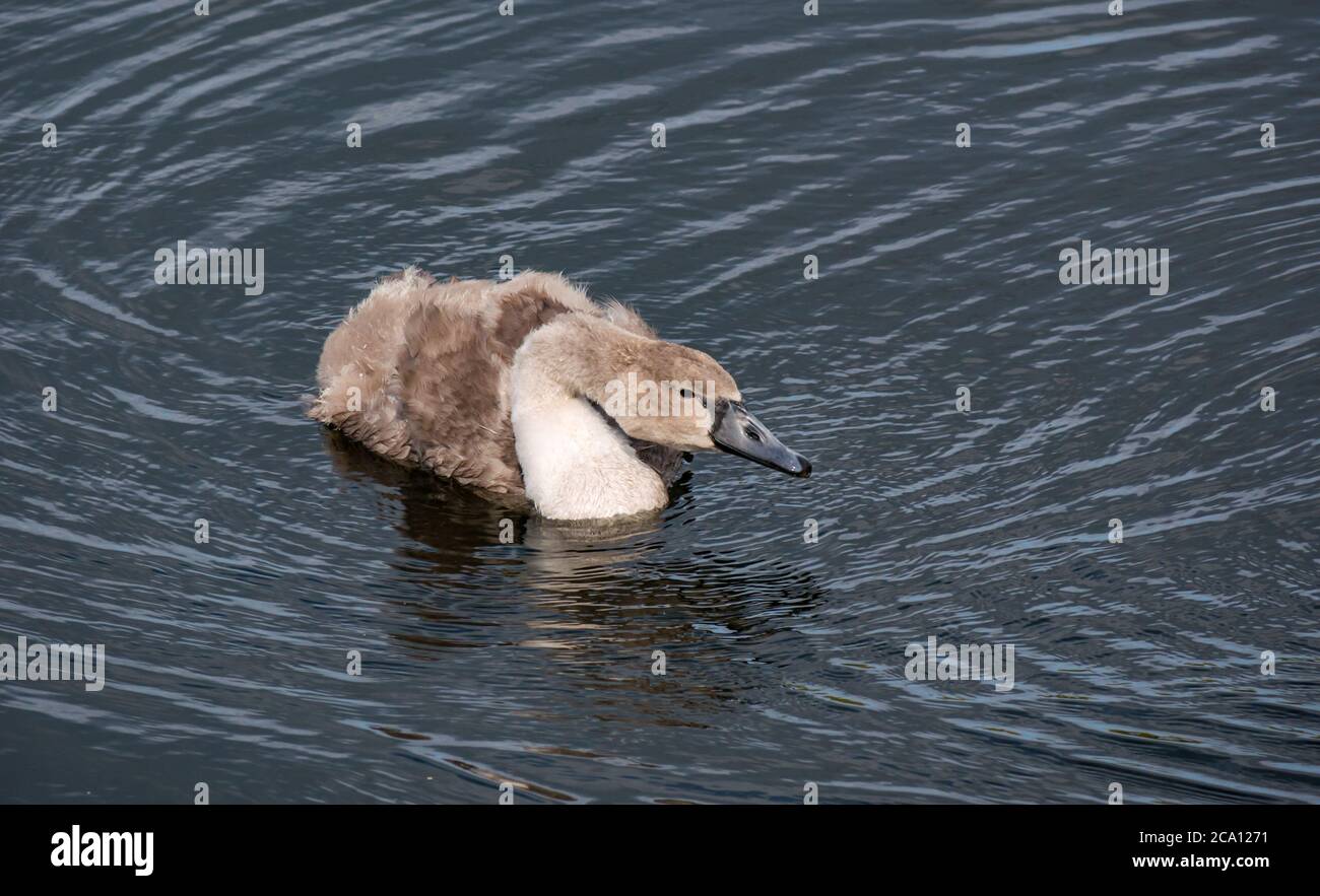 12 Wochen alter Stummer Schwan Cygnet (Cygnus olor) beginnt zu verlieren, schwimmt in Reservoir, Schottland, Großbritannien Stockfoto