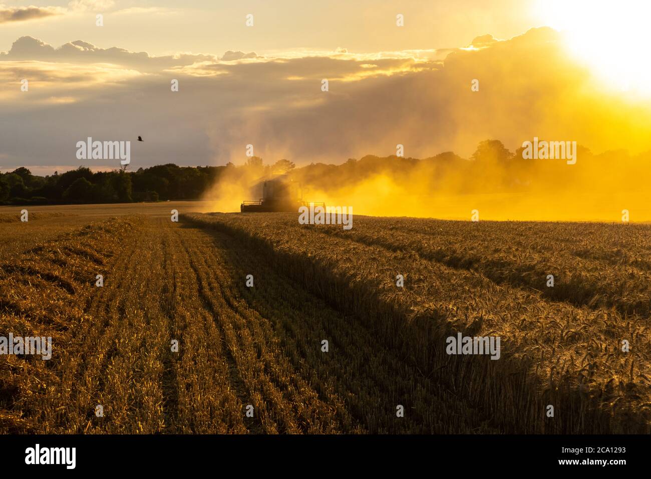Spektakuläre Ernte mit einem Mähdrescher Stockfoto