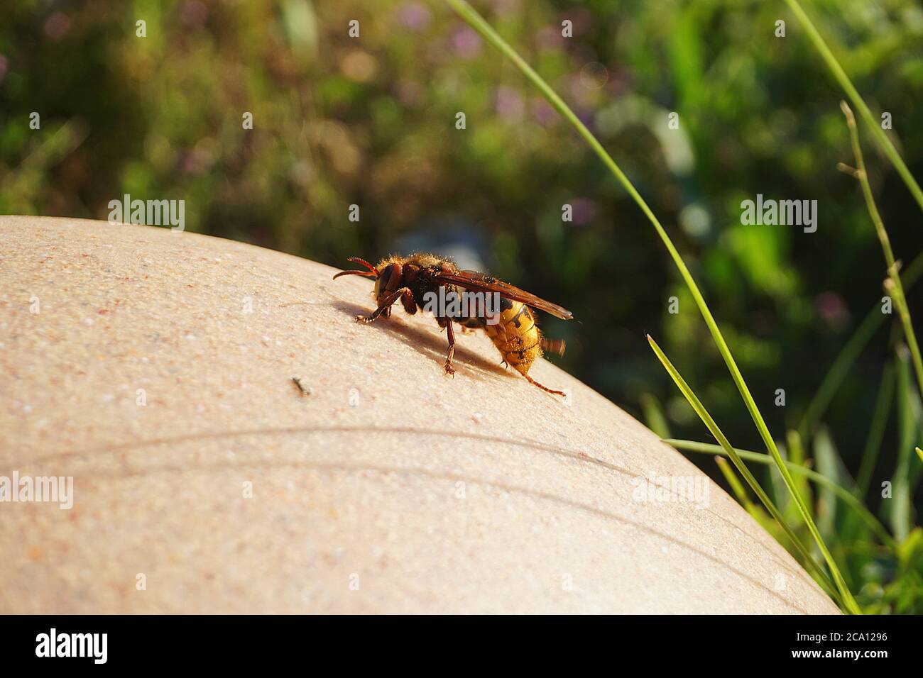 Hornet wärmt sich in der Sonne auf Stockfoto