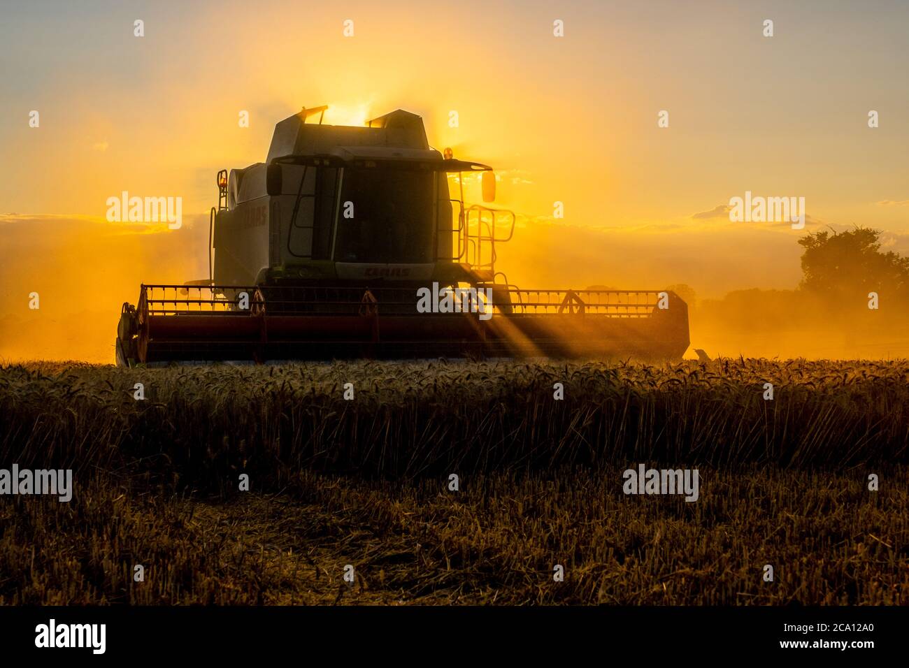 Abendliche Ernte mit einem Mähdrescher Stockfoto