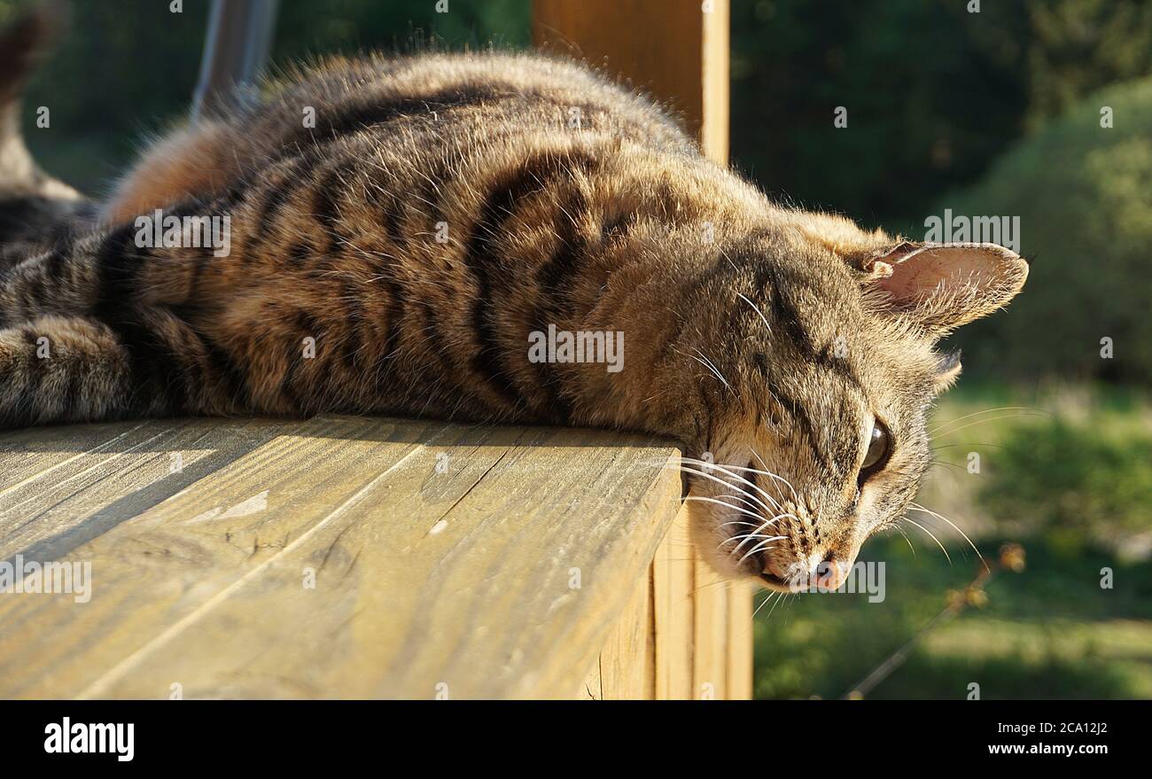 Katze nimmt ein Sonnenbad Stockfoto