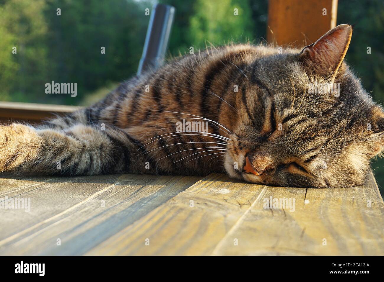 Katze schläft friedlich in der Natur an einem sonnigen Tag Stockfoto