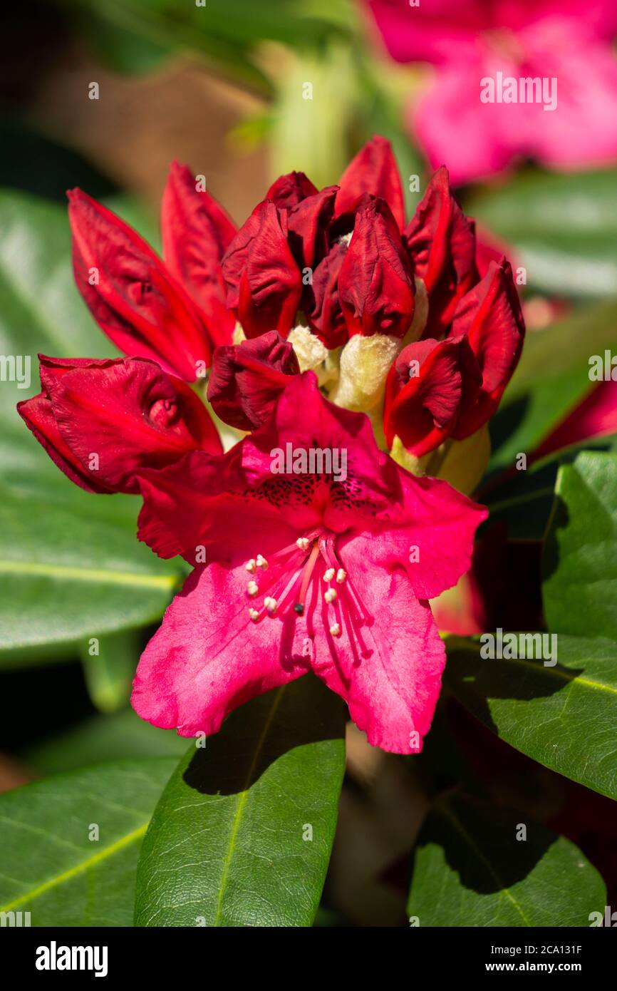 Schöne rote Rhododendronblüte im Garten. Stockfoto