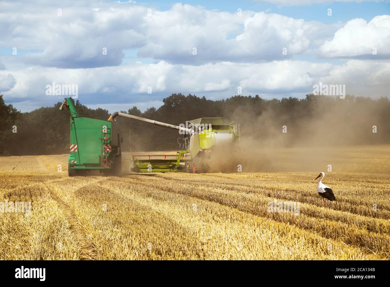 Harvester füllen Anhänger mit Weizen während der Fahrt auf dem Feld mit Storch vor der Suche nach Nahrung Stockfoto