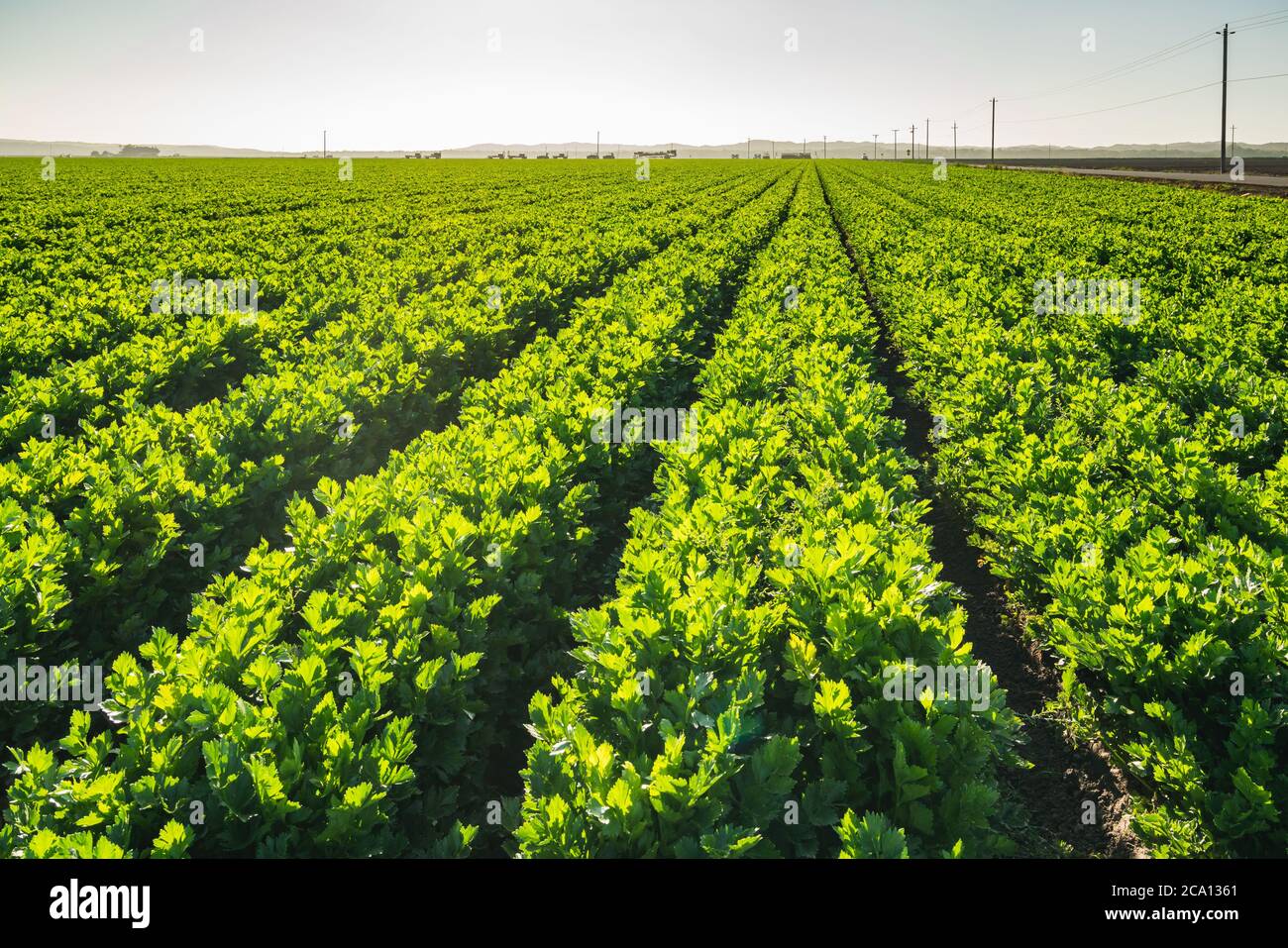 Landwirtschaftliche Bereich von Sellerie Pflanzen. Sellerie in einer Reihe, Erntezeit Stockfoto
