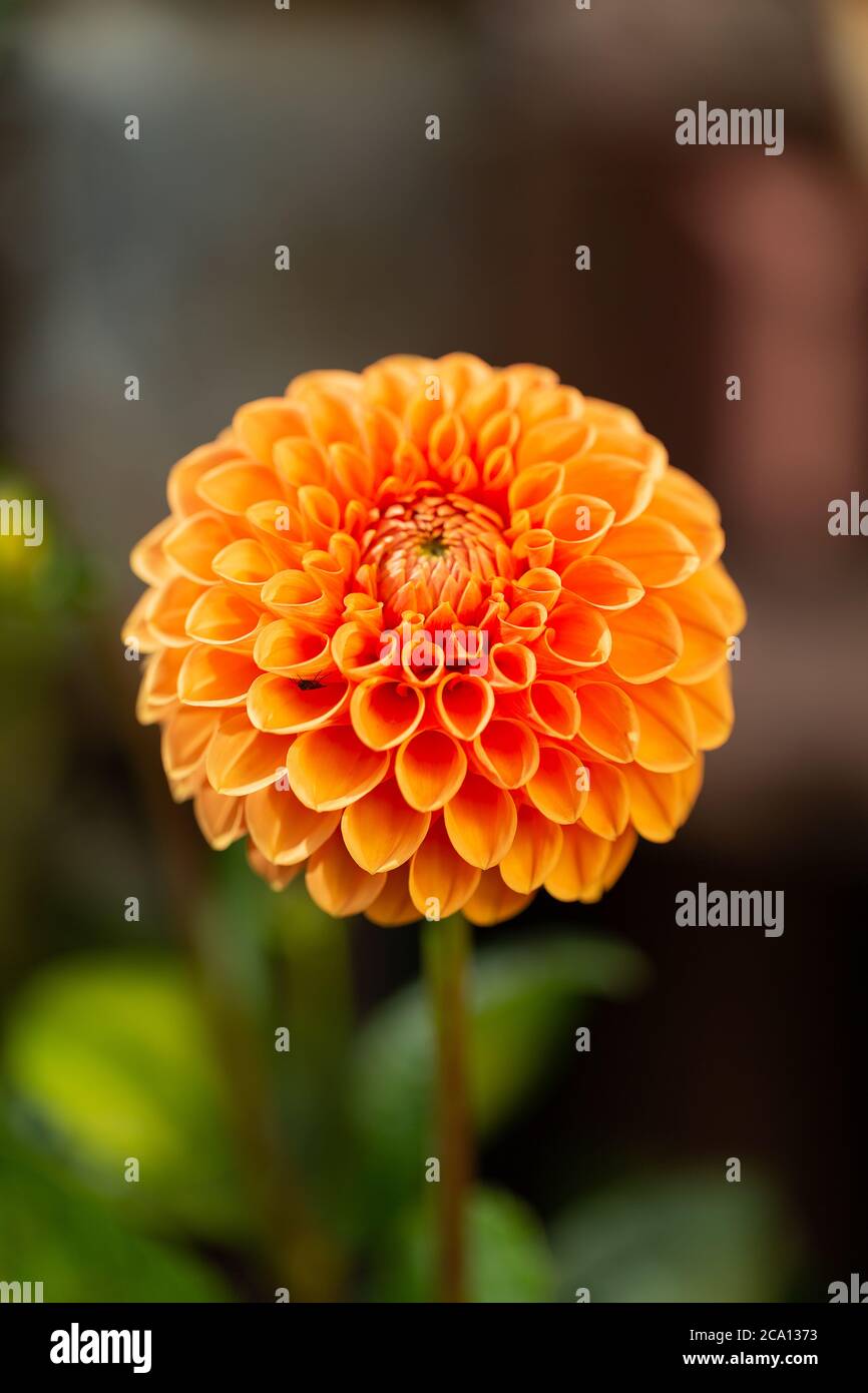 Dahlia Maarn eine schöne orange farbige Pom Pom Dahlia Blume Stockfoto