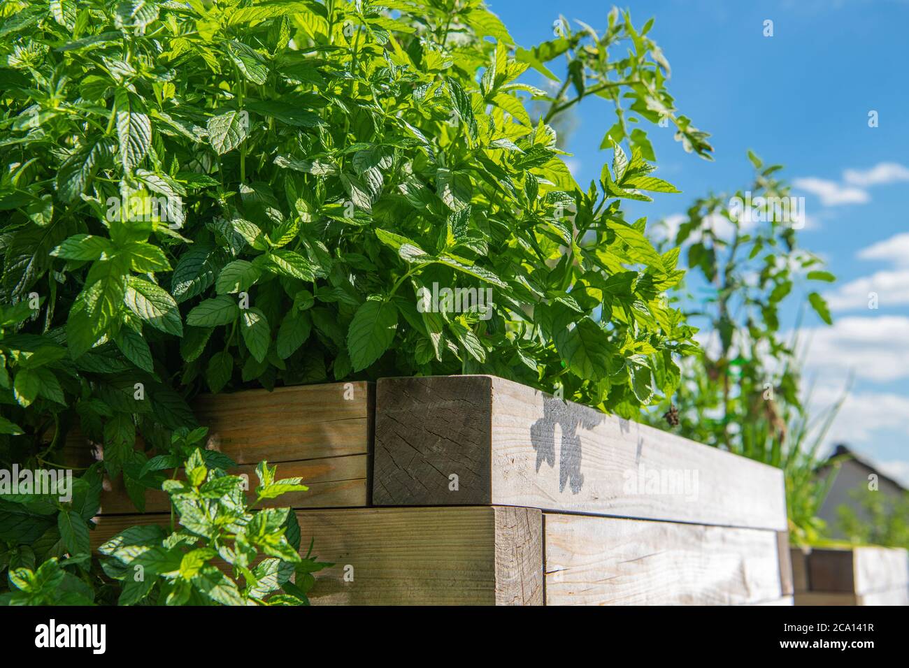 Wachsende Mentha Pflanze In Großen Hölzernen Außentopf. Familie Lamiaceae. Bio-Garten Im Hinterhof. Stockfoto