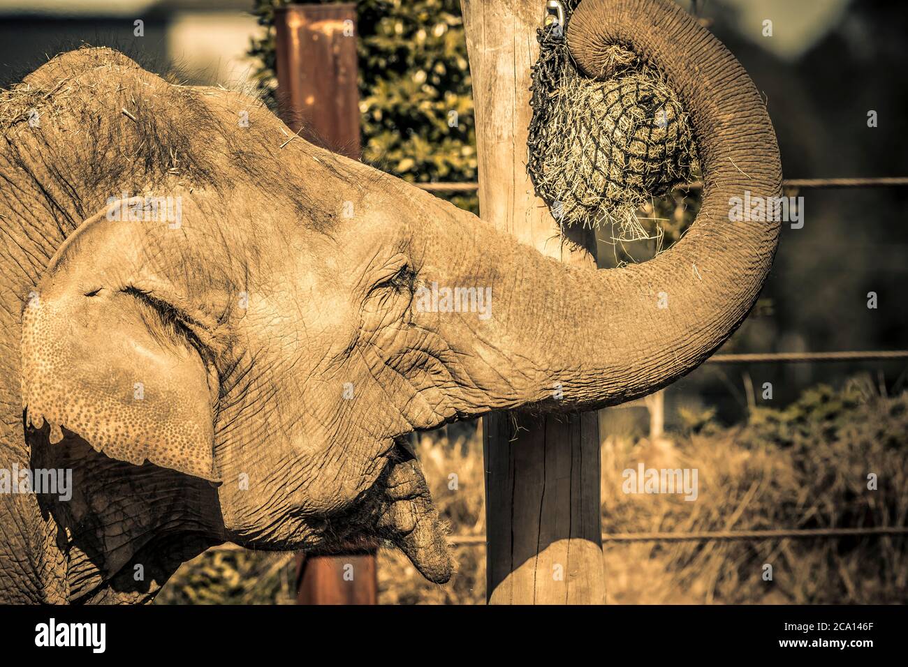Ein Elefant, der seinen Rüssel benutzt, um an einer Stange zu essen Stockfoto