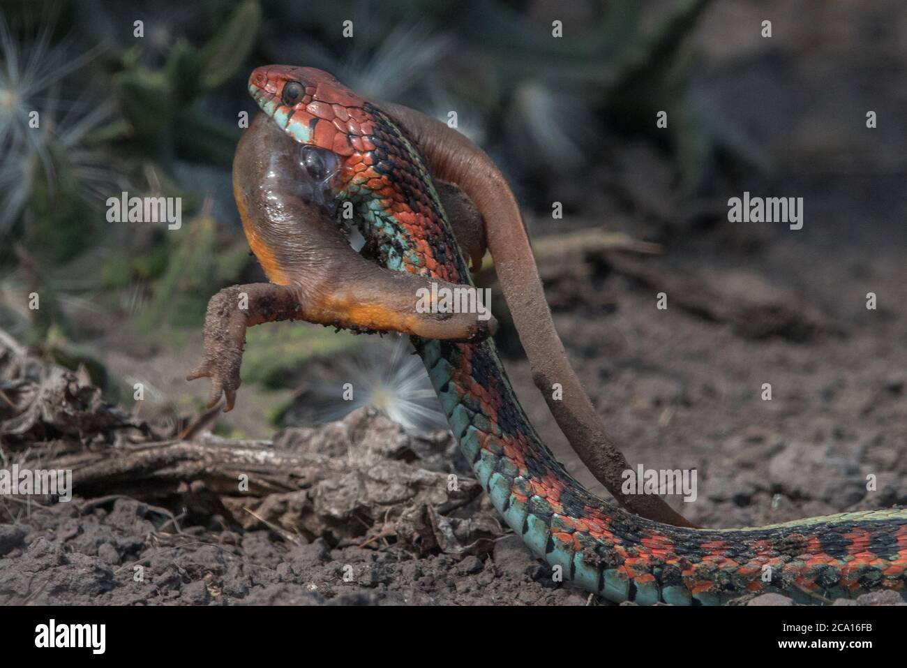 Eine kalifornische Rotschlange (Thamnophis sirtalis infernalis), die einen Molch (Taricha torosa) frisst, einer der wenigen Raubtiere, die mit den Molchgiften umgehen können. Stockfoto