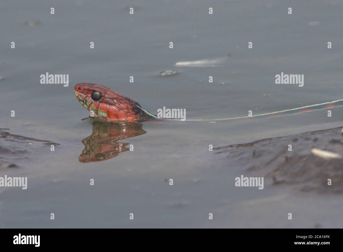 Eine kalifornische rote Strumpfnatter (Thamnophis sirtalis infernalis), wohl eine der schönsten Schlangen Nordamerikas. Stockfoto