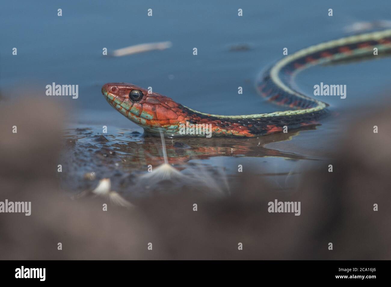 Eine kalifornische rote Strumpfnatter (Thamnophis sirtalis infernalis), wohl eine der schönsten Schlangen Nordamerikas. Stockfoto