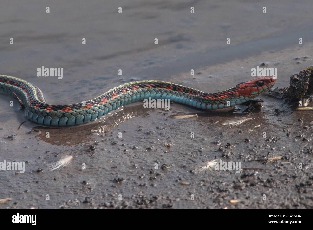 Eine kalifornische rote Strumpfnatter (Thamnophis sirtalis infernalis), wohl eine der schönsten Schlangen Nordamerikas. Stockfoto