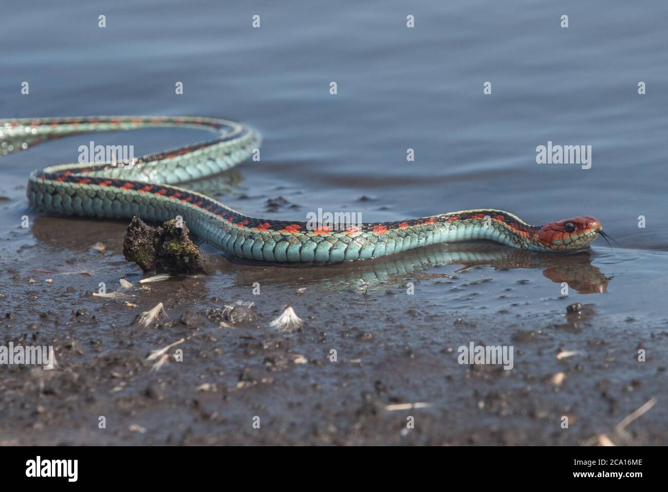 Eine kalifornische rote Strumpfnatter (Thamnophis sirtalis infernalis), wohl eine der schönsten Schlangen Nordamerikas. Stockfoto