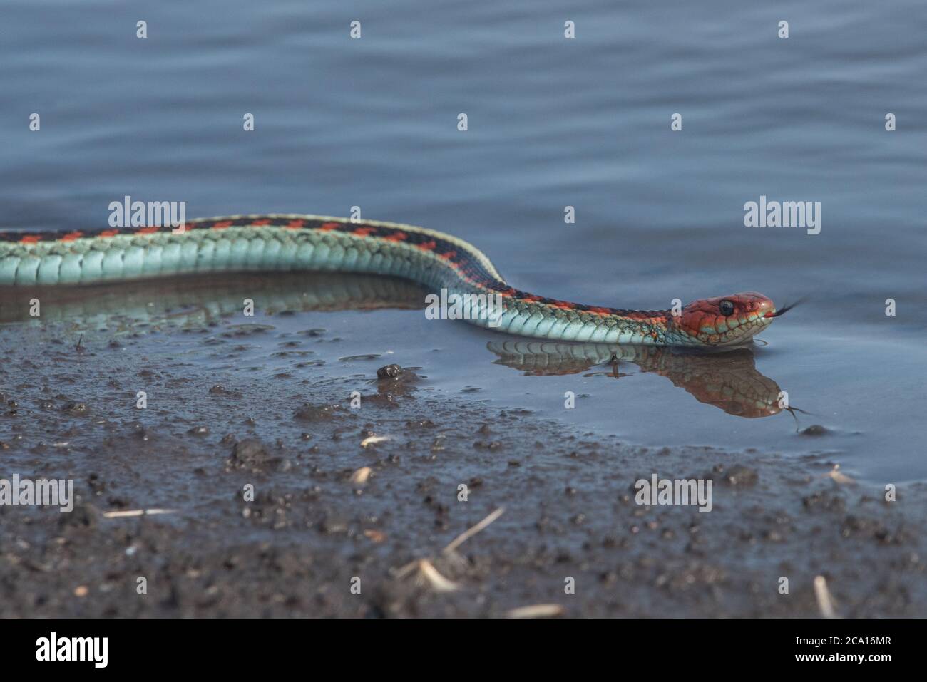 Eine kalifornische rote Strumpfnatter (Thamnophis sirtalis infernalis), wohl eine der schönsten Schlangen Nordamerikas. Stockfoto