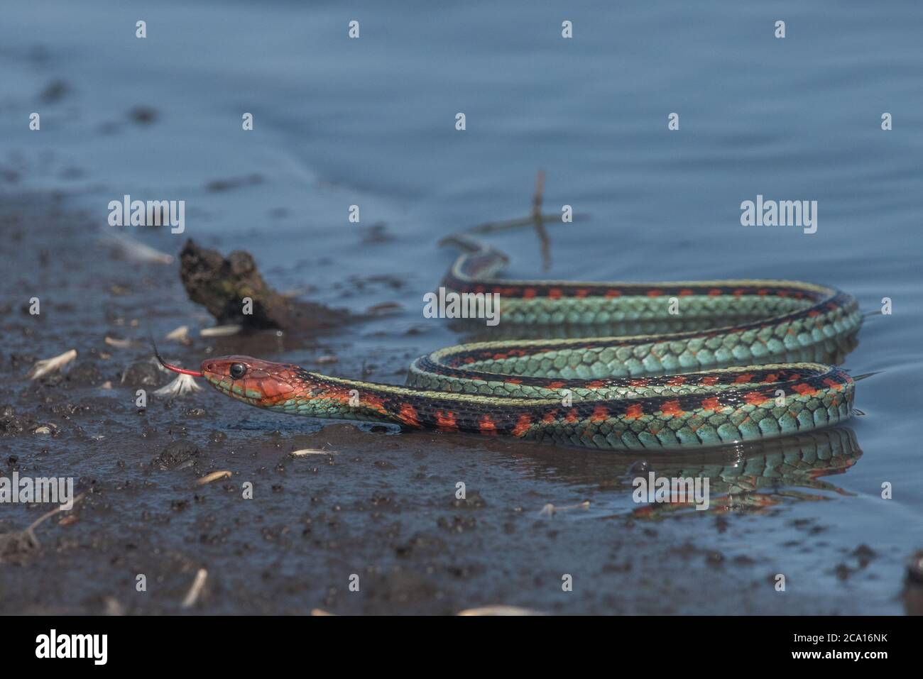 Eine kalifornische rote Strumpfnatter (Thamnophis sirtalis infernalis), wohl eine der schönsten Schlangen Nordamerikas. Stockfoto