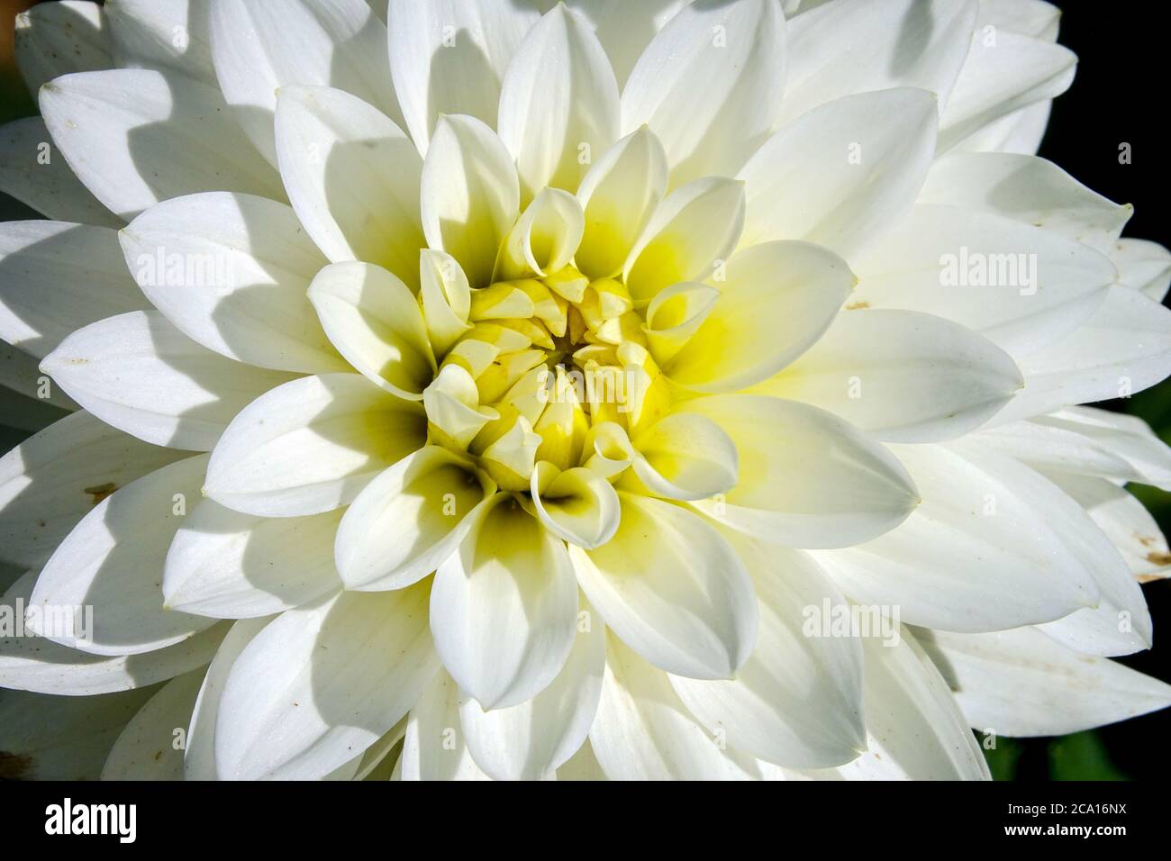 Weiße Dahlia Blume 'Karma Maarten Zwann' Weiße Dahlien tuberöse Pflanze Dahlia Karma Stockfoto